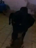 Negão