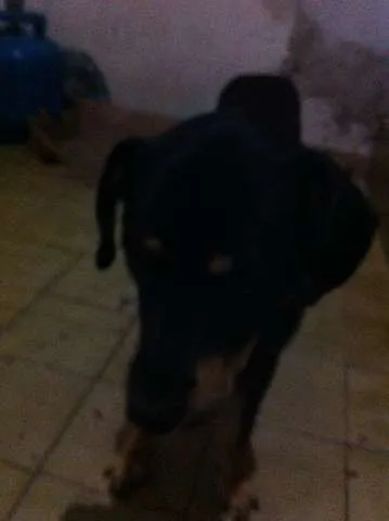 Cachorro ra a Vira Lata idade 2 anos nome Negão