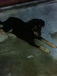 Negão