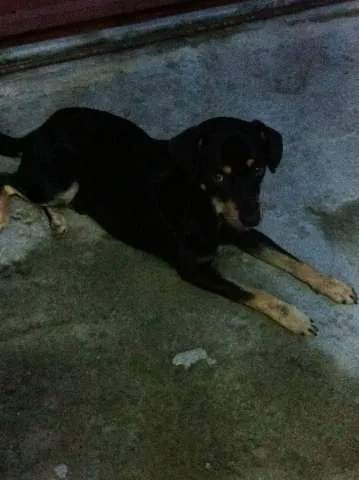 Cachorro ra a Vira Lata idade 2 anos nome Negão
