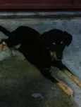Negão