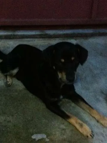 Cachorro ra a Vira Lata idade 2 anos nome Negão