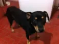 Negão
