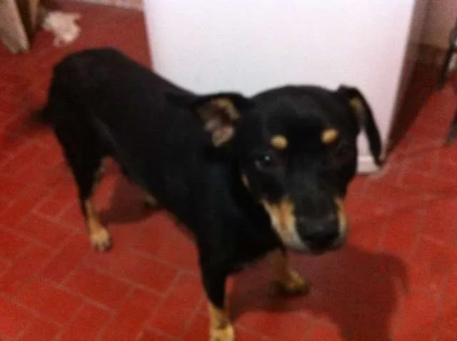 Cachorro ra a Vira Lata idade 2 anos nome Negão