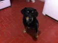 Negão