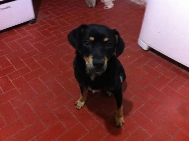 Cachorro ra a Vira Lata idade 2 anos nome Negão