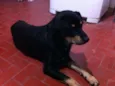 Negão