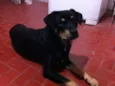 Negão
