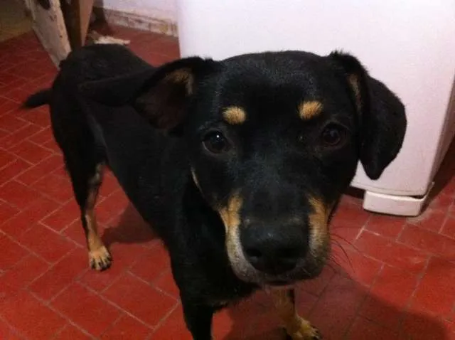 Cachorro ra a Vira Lata idade 2 anos nome Negão