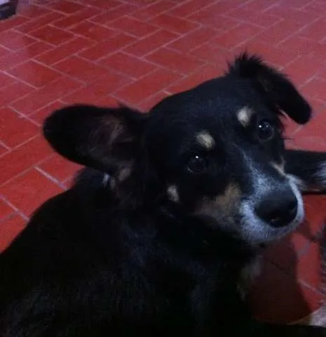 Cachorro ra a Vira Lata idade 3 anos nome Raposa