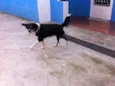 Raposa