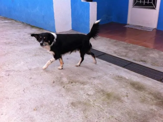 Cachorro ra a Vira Lata idade 3 anos nome Raposa