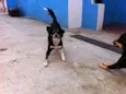 Raposa