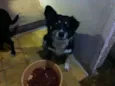 Raposa