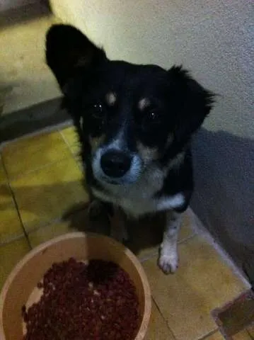 Cachorro ra a Vira Lata idade 3 anos nome Raposa