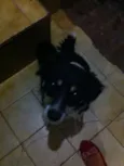 Raposa