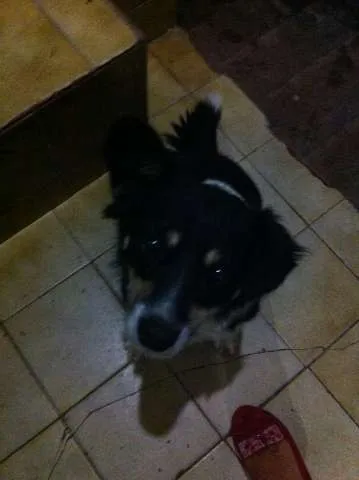 Cachorro ra a Vira Lata idade 3 anos nome Raposa