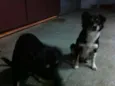 Raposa