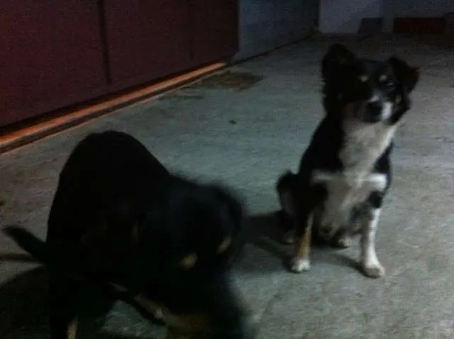 Cachorro ra a Vira Lata idade 3 anos nome Raposa