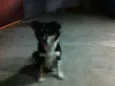 Raposa