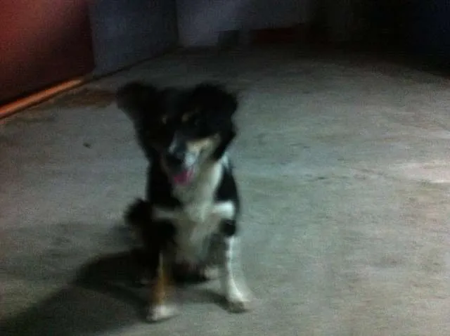 Cachorro ra a Vira Lata idade 3 anos nome Raposa