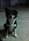Raposa