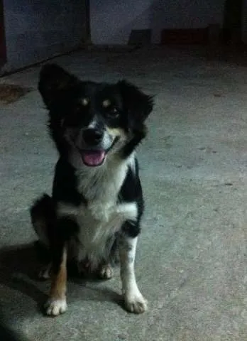 Cachorro ra a Vira Lata idade 3 anos nome Raposa
