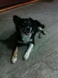Raposa
