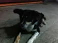Raposa