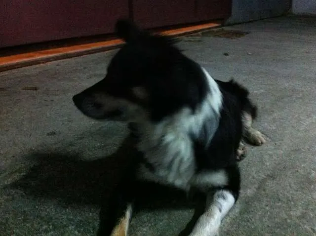 Cachorro ra a Vira Lata idade 3 anos nome Raposa