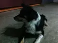 Raposa