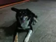 Raposa
