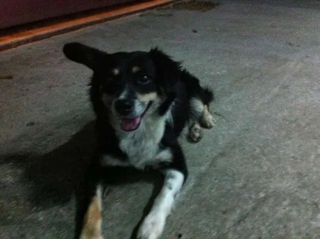 Cachorro ra a Vira Lata idade 3 anos nome Raposa