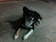 Raposa