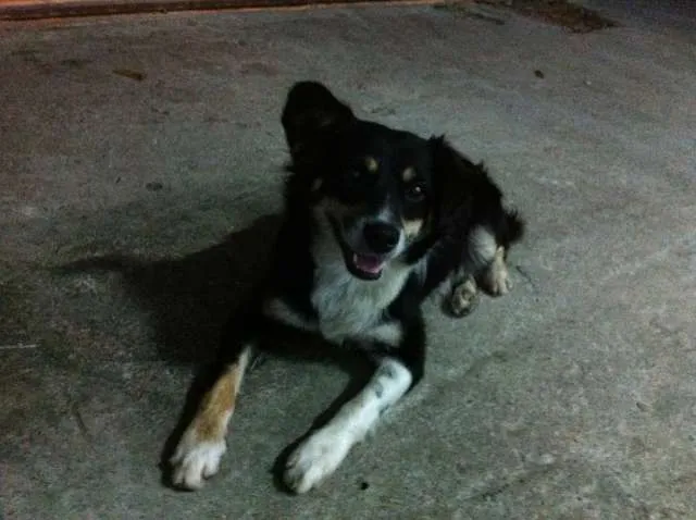 Cachorro ra a Vira Lata idade 3 anos nome Raposa