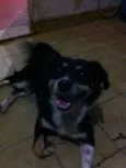 Raposa