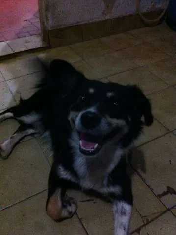 Cachorro ra a Vira Lata idade 3 anos nome Raposa