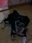 Raposa
