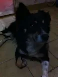 Raposa