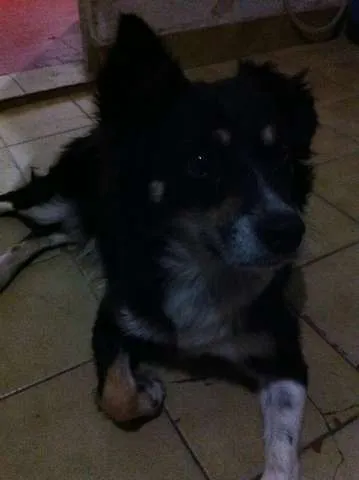 Cachorro ra a Vira Lata idade 3 anos nome Raposa