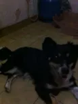 Raposa