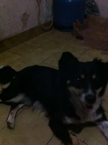 Cachorro ra a Vira Lata idade 3 anos nome Raposa
