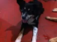 Raposa