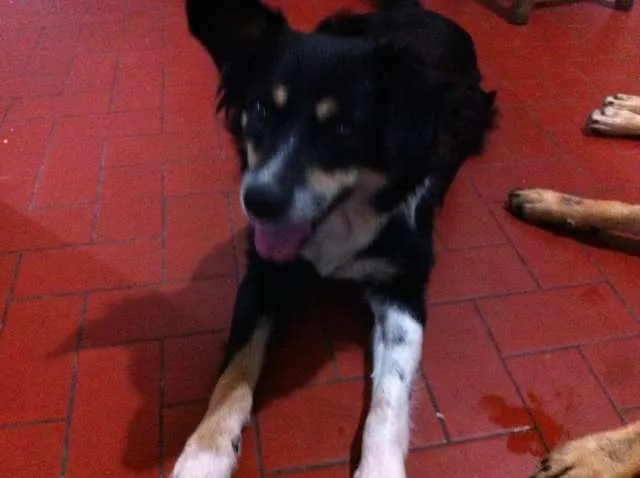 Cachorro ra a Vira Lata idade 3 anos nome Raposa