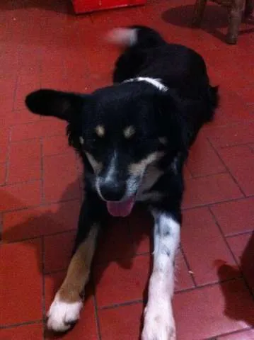 Cachorro ra a Vira Lata idade 3 anos nome Raposa