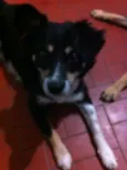 Raposa