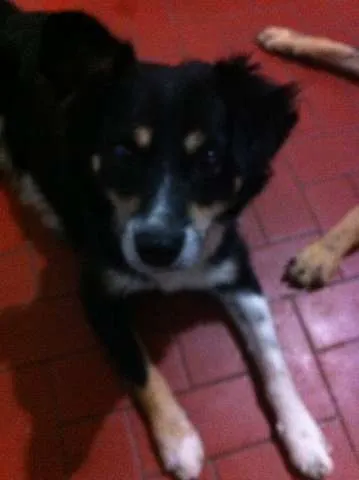 Cachorro ra a Vira Lata idade 3 anos nome Raposa