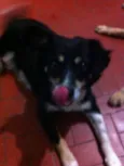 Raposa