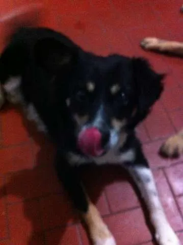 Cachorro ra a Vira Lata idade 3 anos nome Raposa