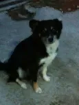 Raposa